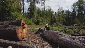 How Our Tree Care Process Works  in Pilot Mountain, NC